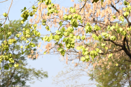 Fototapete Holoptelea or Indian Elm tree