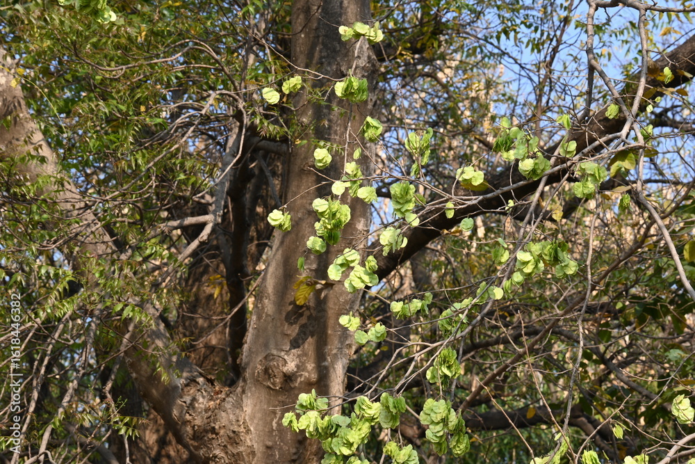 Fototapeta premium Holoptelea or Indian Elm tree. It &nbsp;is a&nbsp;genus&nbsp;of deciduous trees in the family&nbsp;Ulmaceae. Bark and leaves are used for treating oedema, diabetes, leprosy and other skin diseases, intestinal disorders. 