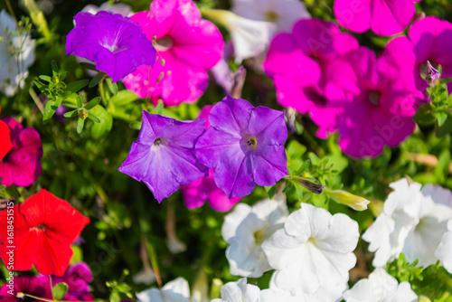 Vivid flowering plant outdoor. Flower of petunia. Flowering plant. Petunia blossom. Vivid petunia garden flower growing. Fragrant bouquet. Petunia flower in nature. Summer nature