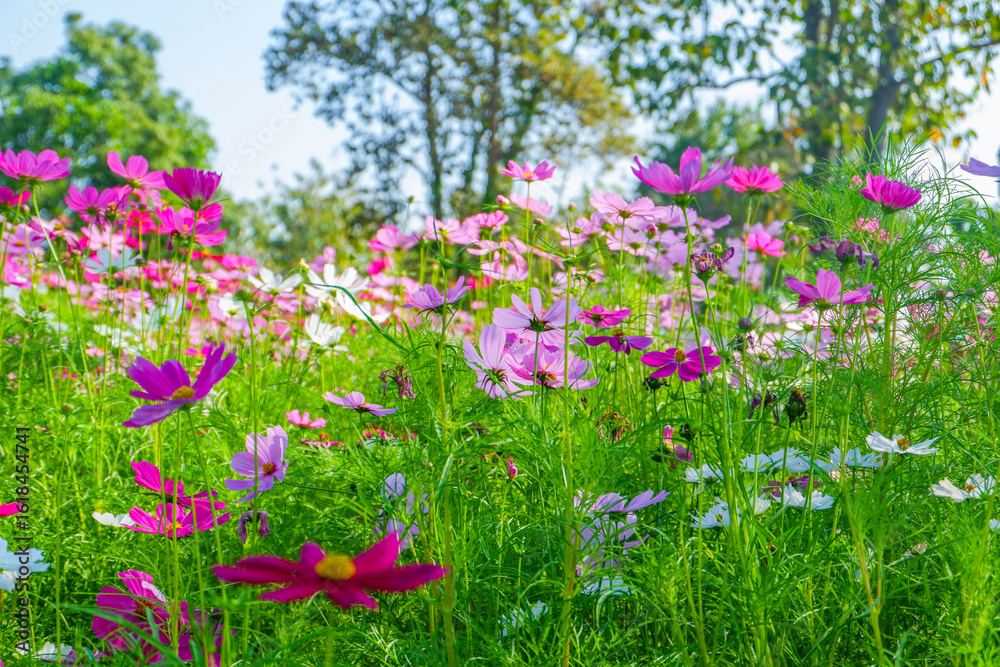 Naklejka premium Beautiful pink cosmos flowers blooming in garden,spring season.