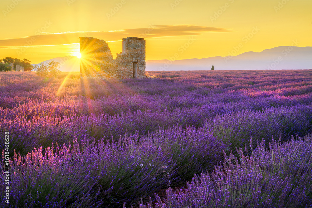 Fototapeta premium Beautiful landscape of lavender filed in Provence - France