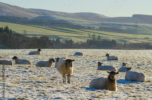 Blackface / mixed breed ewes soak up some winter sun amid harsh winter temperatures on a farm in the Annandale Valley Dumfries and Galloway, Scotland, UK