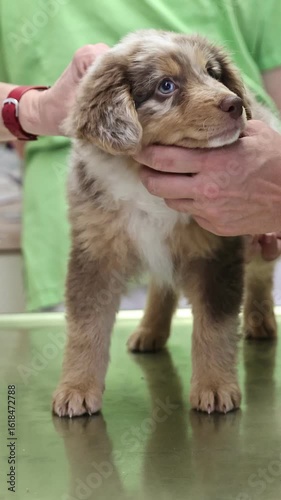 Enjoying a Delightful Puppy Visit at the Veterinarian Memorable Health CheckUp Moments