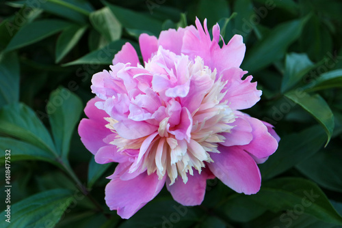 Beautiful Pink Peony