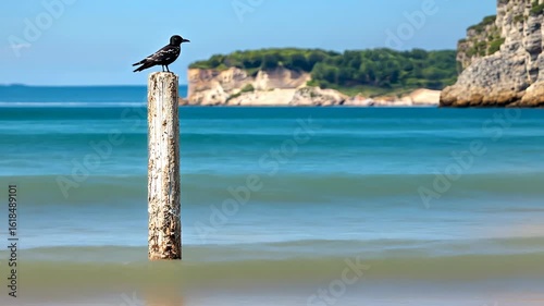 Coastal Serenity: Crow on a Post