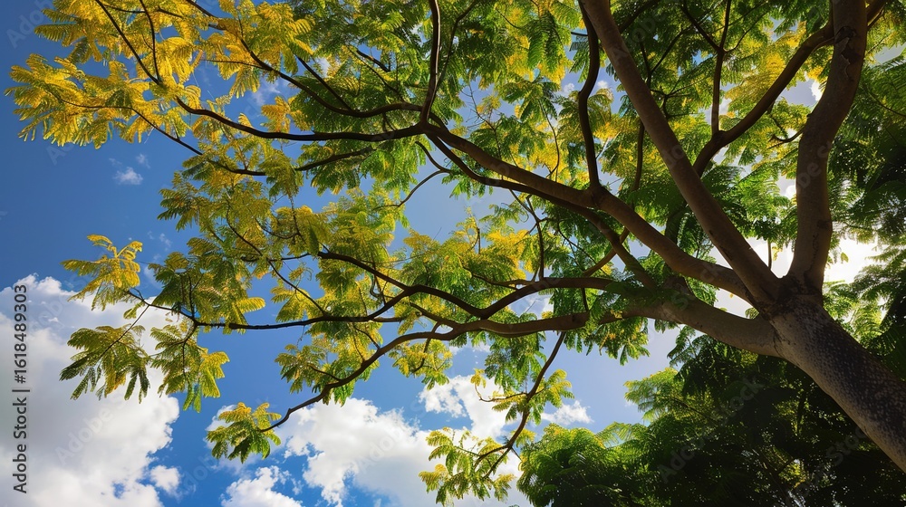 Obraz premium Enchanting Silk Tree Collection: Vibrant Mimosa Blooms, Fern-Like Foliage, and Graceful Canopies in Garden and Natural Settings, Perfect for Botanical Photography, Landscape Design, Floral Art