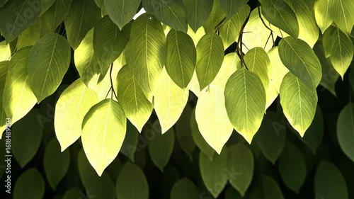 Sunlight Filtering Through Lush Green Leaves