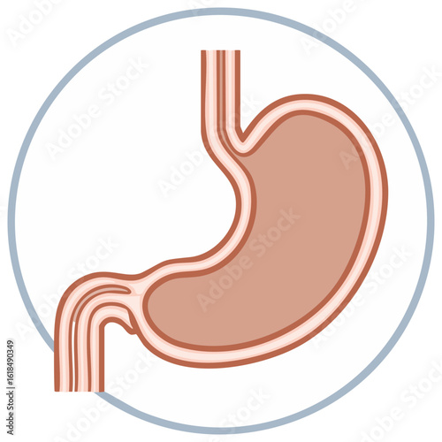 Isolated Stomach Diagram, Human Organ Anatomy in a Medical Vector Illustration