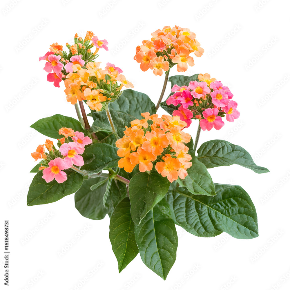 Obraz premium Vibrant Lantana Camara Plant with Bright Orange and Pink Flowers for Garden Lovers