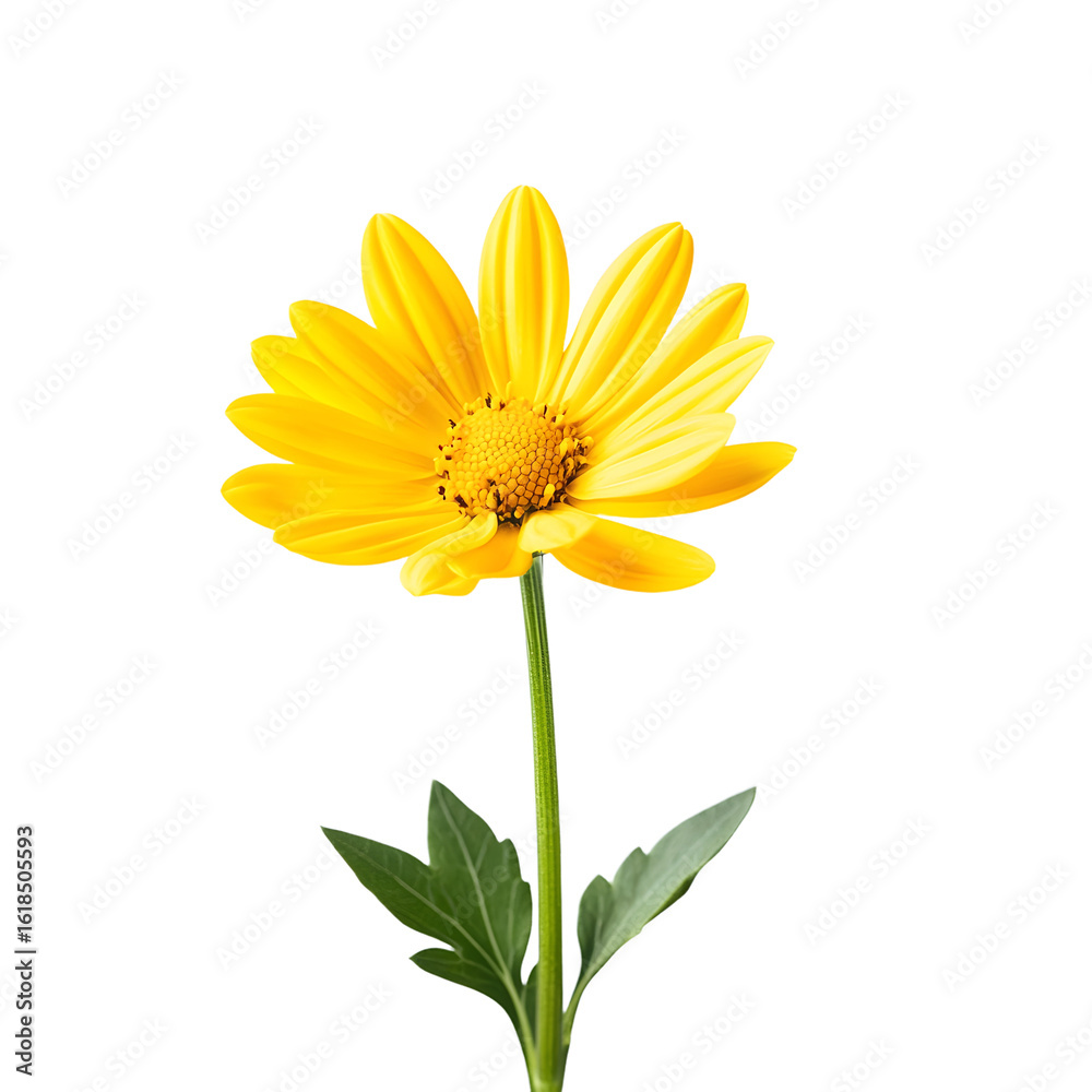 Obraz premium Vibrant Yellow Flower with Petals and Green Stem Isolated on White Background