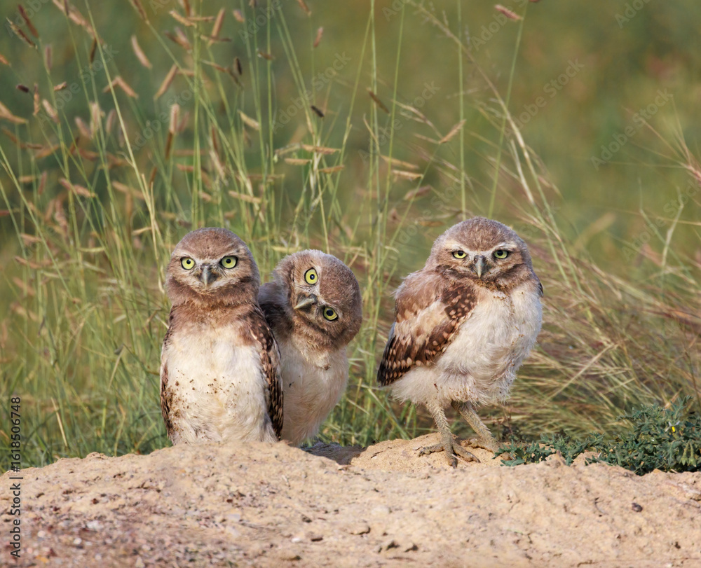 Naklejka premium Burrowing Owls chicks give silly look while on nest