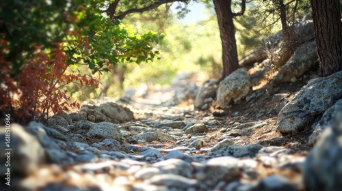 Wallpaper Mural Rocky path through woods Torontodigital.ca