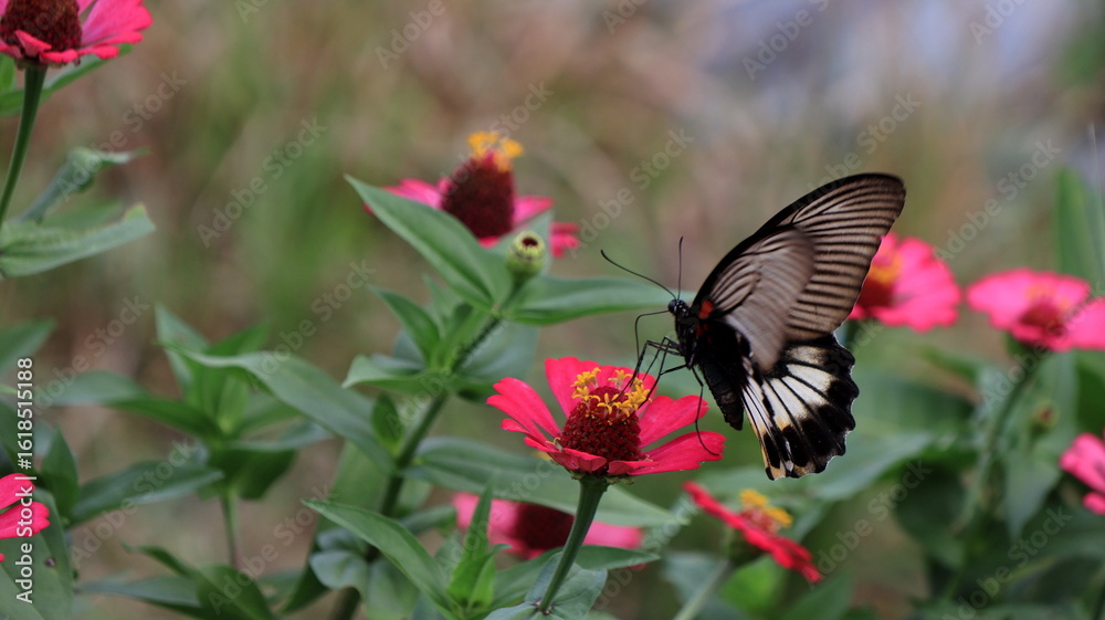 Fototapeta premium Beautiful Black Butterfly Feeding on Pink Zinnia Flower in Natural Garden