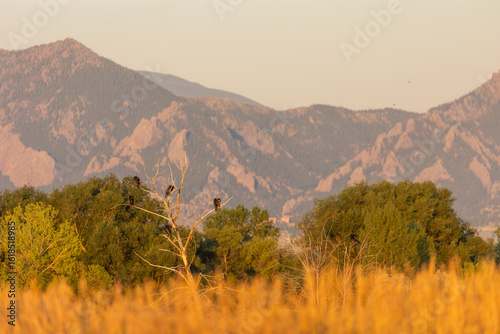 фотографія As the sun rises over Boulder, Colorado, birds gather on tree branches, filling the air with their melodic songs against the backdrop of soft golden light