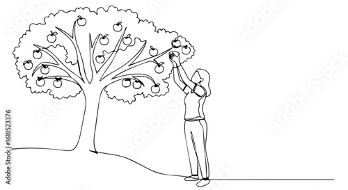 Apple tree picking illustration in continuous line drawing showing a woman reaching for fruit. Apple tree picking includes a solo female figure in continuous line drawing, harvesting in orchard.