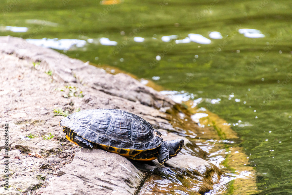 Fototapeta premium Tortuga en una fuente en un Parque Publico en Asturias.