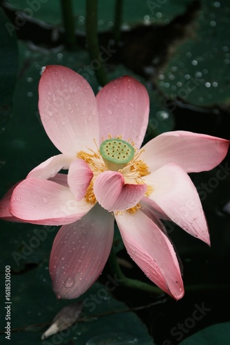 Lotus blossoms in a summer pond