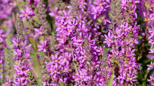 field of lavender