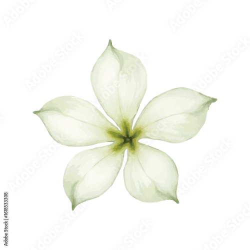 Fototapeta Naklejka Na Ścianę i Meble -  watercolor jasmine flower isolated