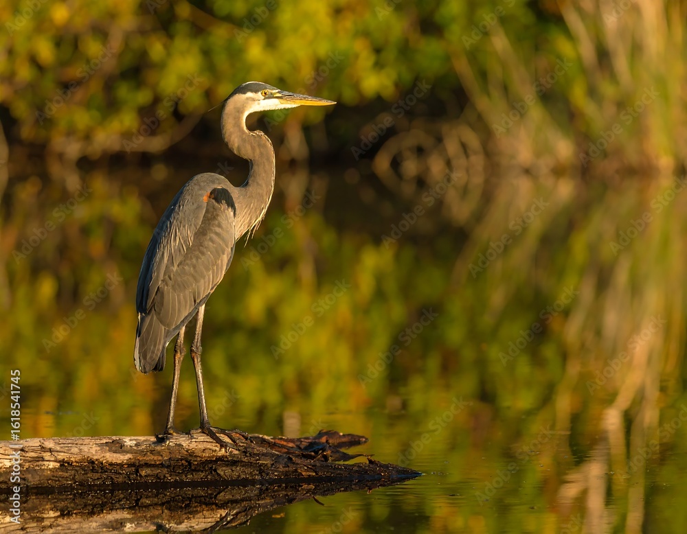 Fototapeta premium Heron on log in golden light