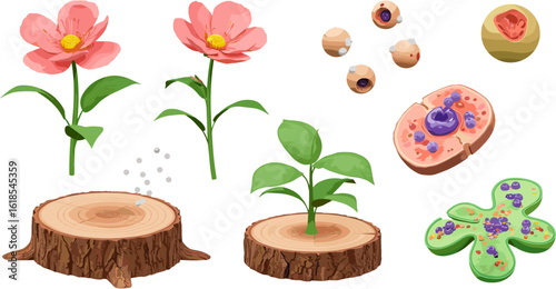 Blooming life cycle representation with wooden slices, flowers, cells and green shapes