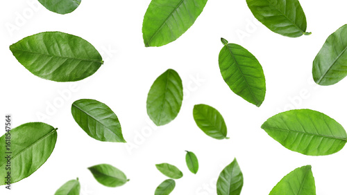 Citrus plant leaves in air against white background