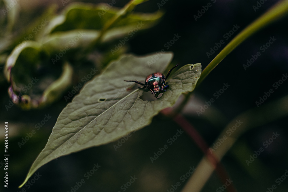 Naklejka premium Japanese Beetle on Leaf - Close Up Macro