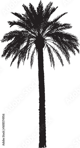 Palm Tree with Vertical and Horizontal Fronds Tall trunk with fronds fanning outward in a horizontal or slightly upward position. full length silhouette black vector illustration