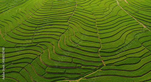 Terraced rice paddies, vibrant green hues.