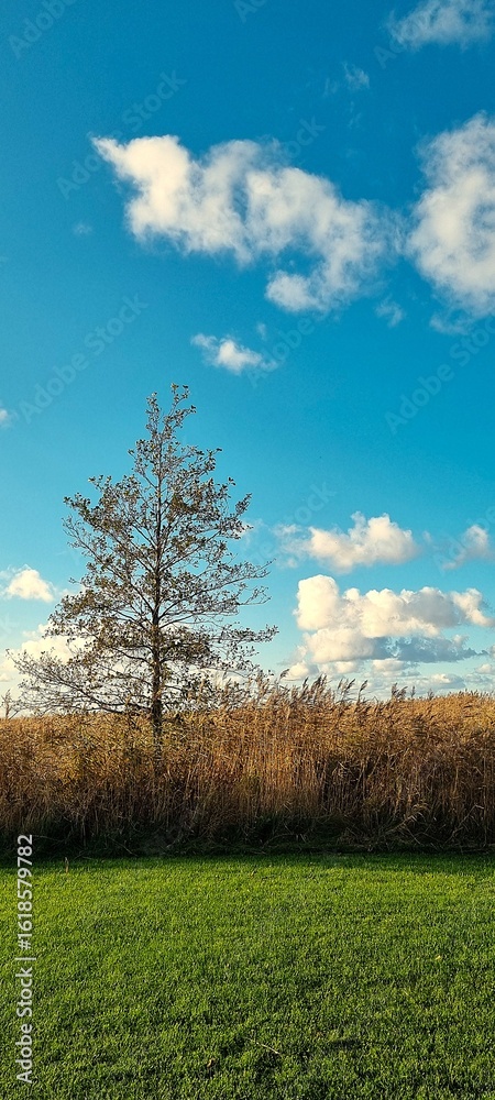 Fototapeta premium Autumn Landscape with Green Grass, Dry Reeds and Bare Tree under Blue Sky in Ainaži, Latvia