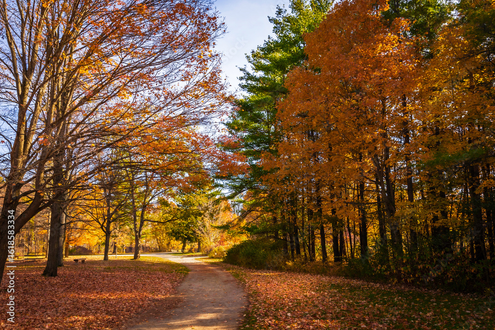 Fototapeta premium Beautiful autumn path surrounded by colourful fall foliage, fall in Canada
