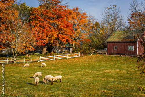 Bild auf Leinwand A peaceful autumn farm scene with sheep grazing in a green pasture, vibrant fall foliage in the background, and a rustic red barn under a clear blue sky