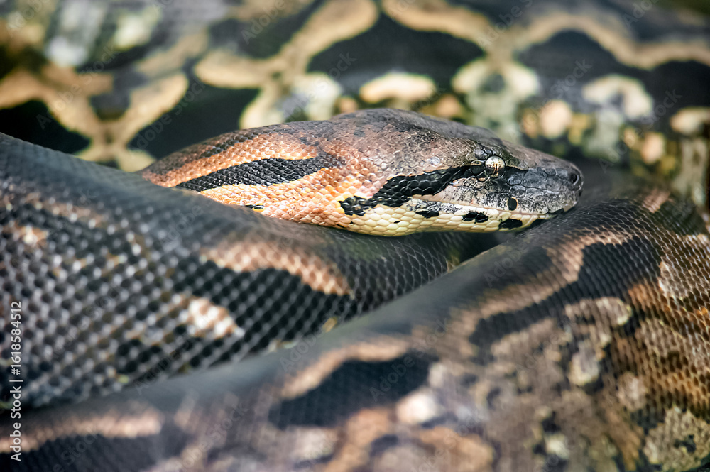 Obraz premium Portrait of a Dumeril's Boa in a vivarium. Acrantophis dumerili, ZooParc de Beauval, Saint Aignan sur Cher, Loir et Cher 41, Région Pays de la Loire, France, European Union, Europe
