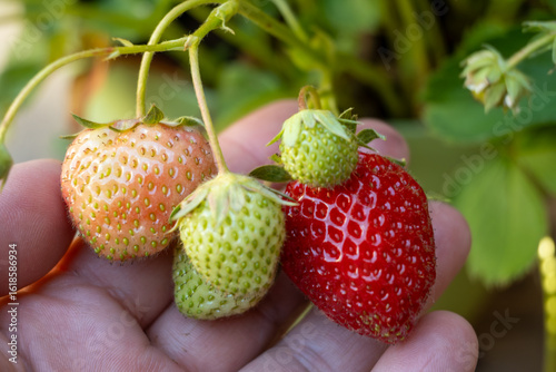Hand with red strawberry, cultivation of berries in own garden, growing strawberries plants, red ripe berry