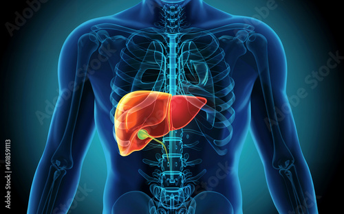 Human liver anatomy with gallbladder in body x-ray illustration.