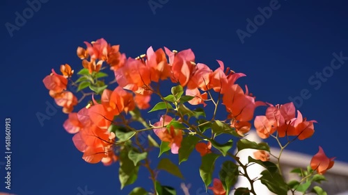 Vibrant bougainvillea flowers against a deep blue sky