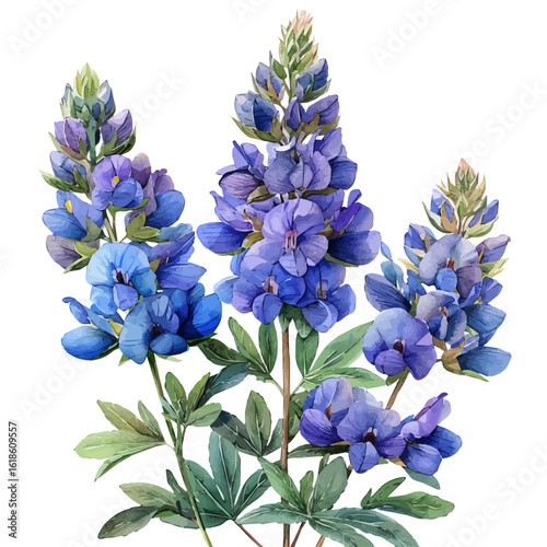 watercolor of Wild Indigo Flower, vector, isolated on a white background.