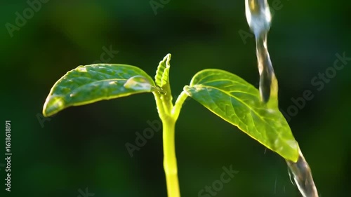 Young sprout being watered