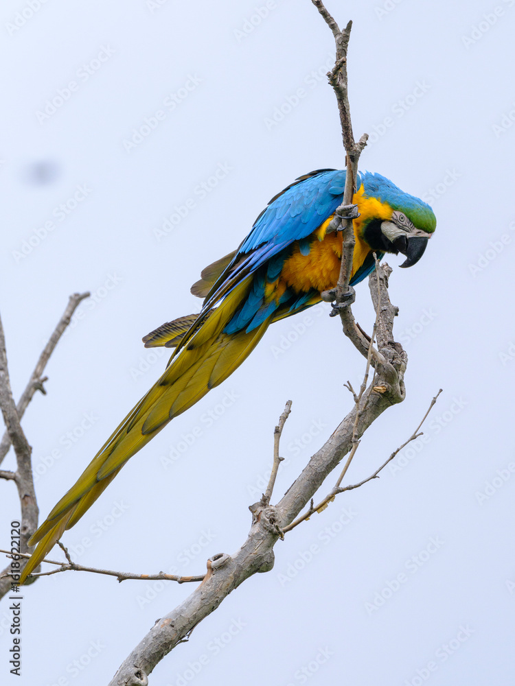 Obraz premium A yellow and blue macaw perched in a tree