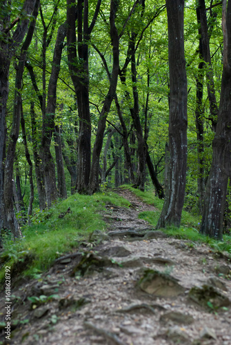 Greenery fills the air with freshness and calm.
