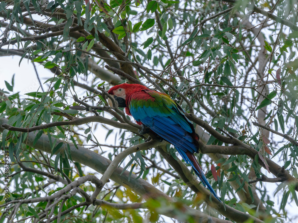 Obraz premium A red and blue macaw perched in a tree