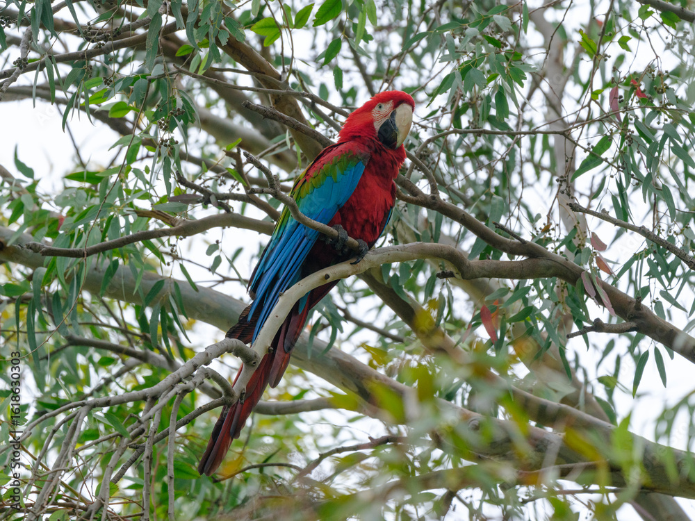 Obraz premium A red and blue macaw perched in a tree