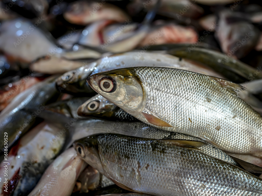 Obraz premium fresh milkfish sell in the local market