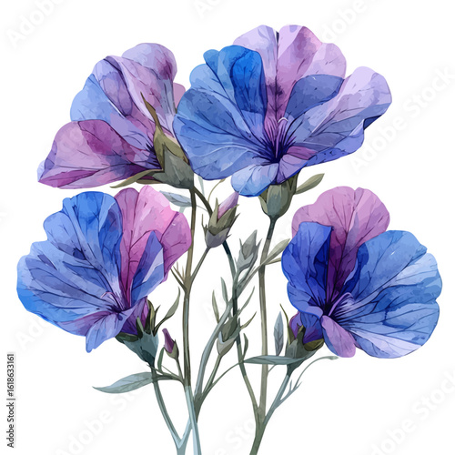 Sweet Pea Flower, watercolor vector, isolated on a white background.