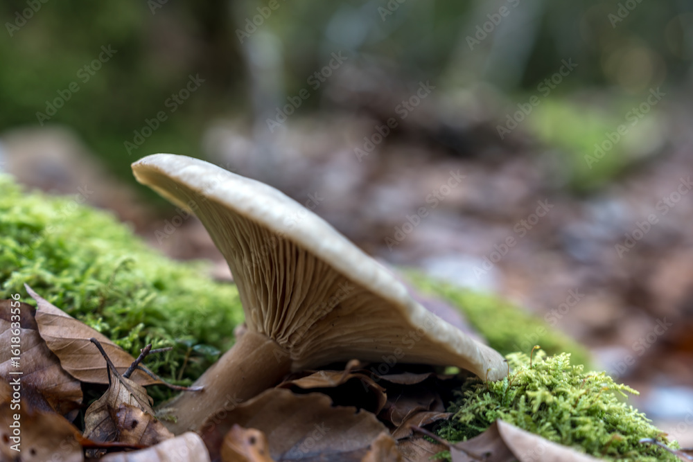 Fototapeta premium clitocybe nébuleux dans les sous-bois du Royans dans la Drôme., France