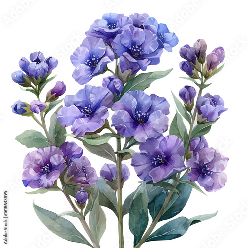 watercolor vector of Sweet Alyssum Flower, isolated on a white background.