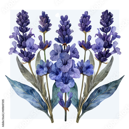 watercolor of Sea Lavender Flower, vector, isolated on a white background.