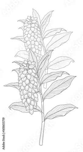 A detailed botanical illustration of a tall flowering plant with an elaborate bloom