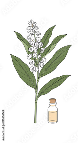 Exploring the therapeutic properties of a fragrant plant with beneficial essential oil extraction for holistic well being