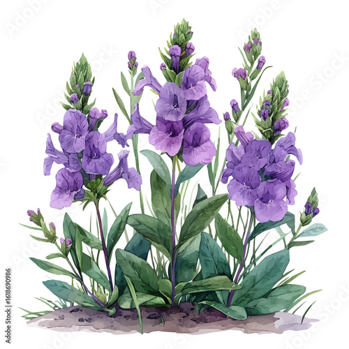 Obedient Plant Flower, watercolor vector, isolated on a white background.